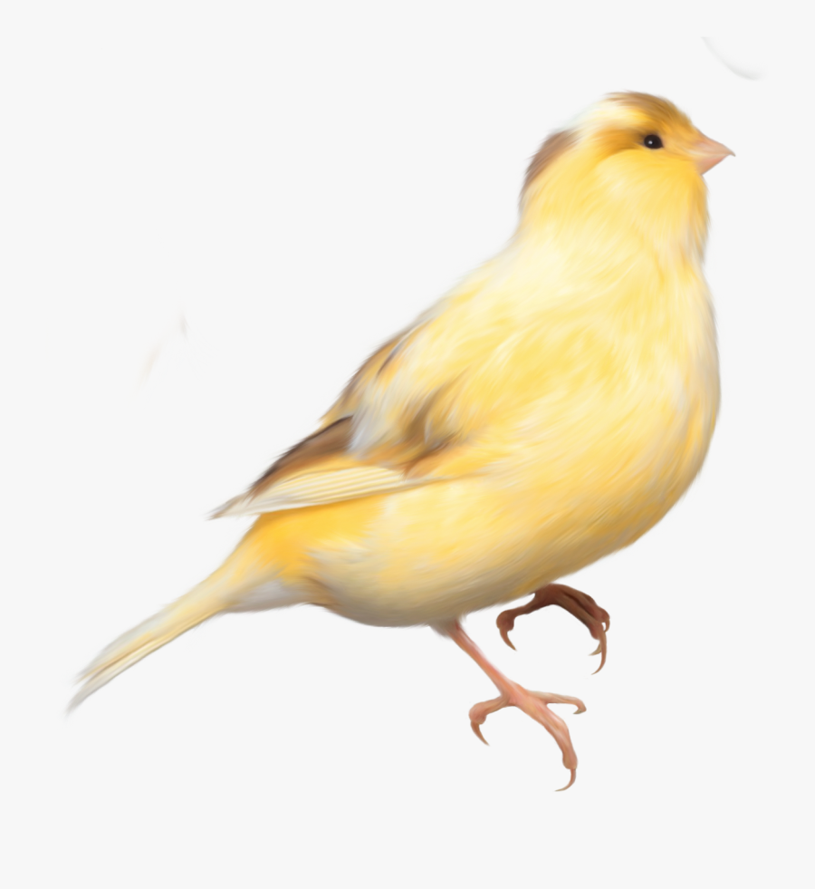 Yellow Bird Transparent Background, Transparent Clipart