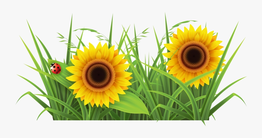 Grass Sunflower Background Images Clipart Free Transparent - Transparent Clipart Grass, Transparent Clipart