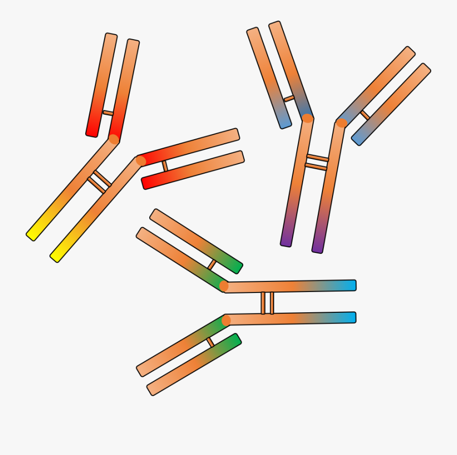 Clip Art Antibody Clipart - Antibody Clipart, Transparent Clipart