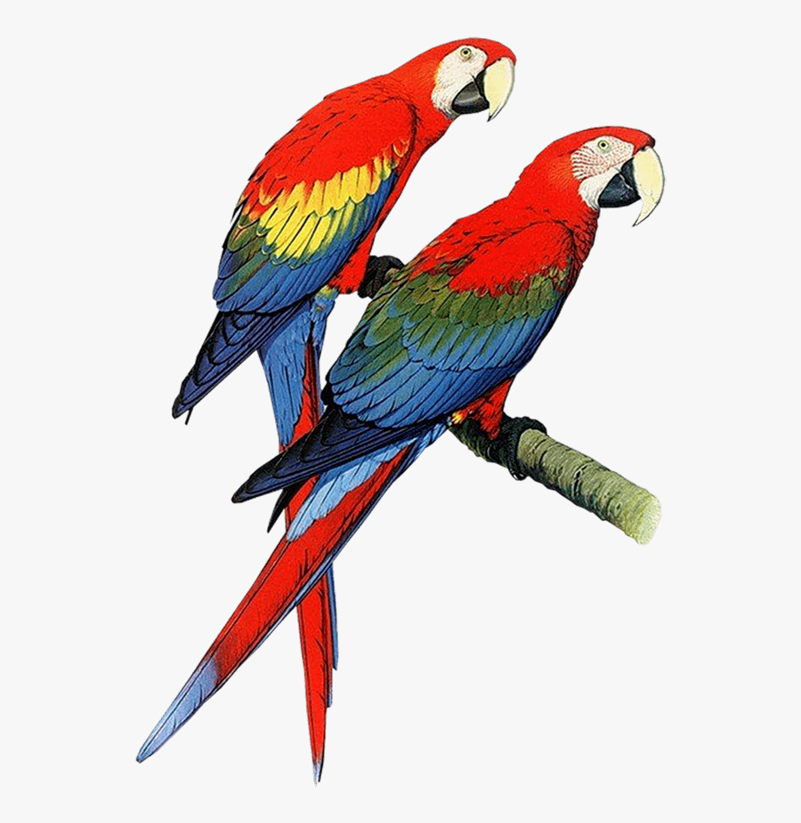 Parrot Clipart, Parrot Animals Clip Art Black And - Parrots Clipart, Transparent Clipart