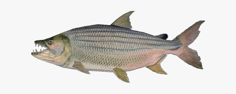 Goliath Tiger Fish White Background, Transparent Clipart