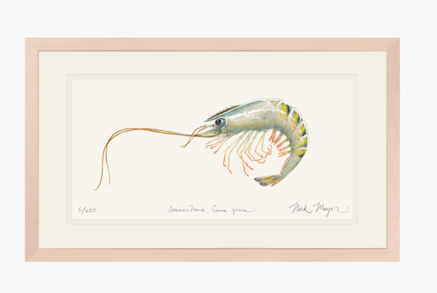 Giant Tiger Shrimp Original Watercolor Painting Nick - Picture Frame, Transparent Clipart