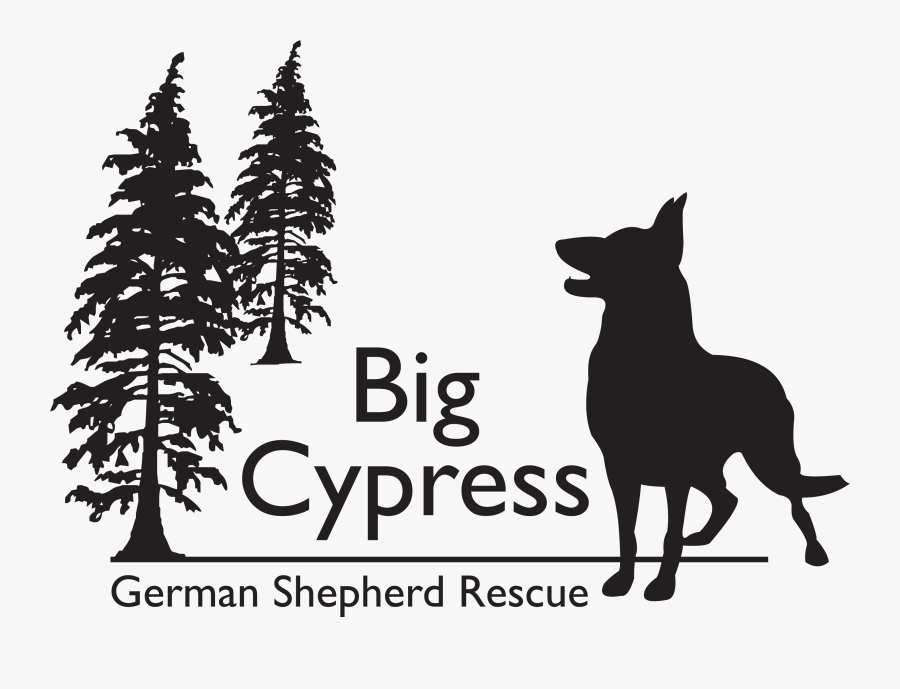 German Shepherd White Shepherd Belgian Shepherd Malinois - Big Cypress German Shepherd Rescue, Transparent Clipart