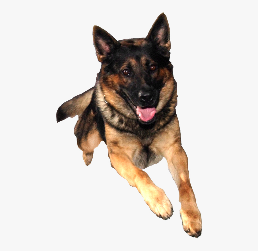 Transparent German Shepherd Clipart - German Shepherd Png, Transparent Clipart