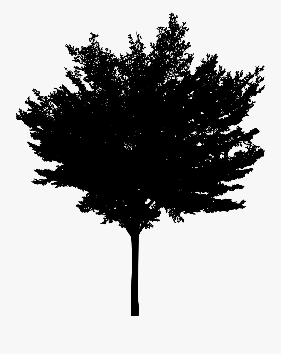 Tree Woody Plant Conifers - Wood, Transparent Clipart