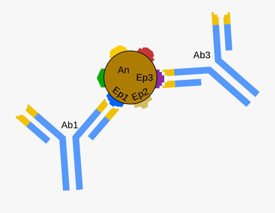 Flatworm Diagram - Antigen Antibody Svg, Transparent Clipart