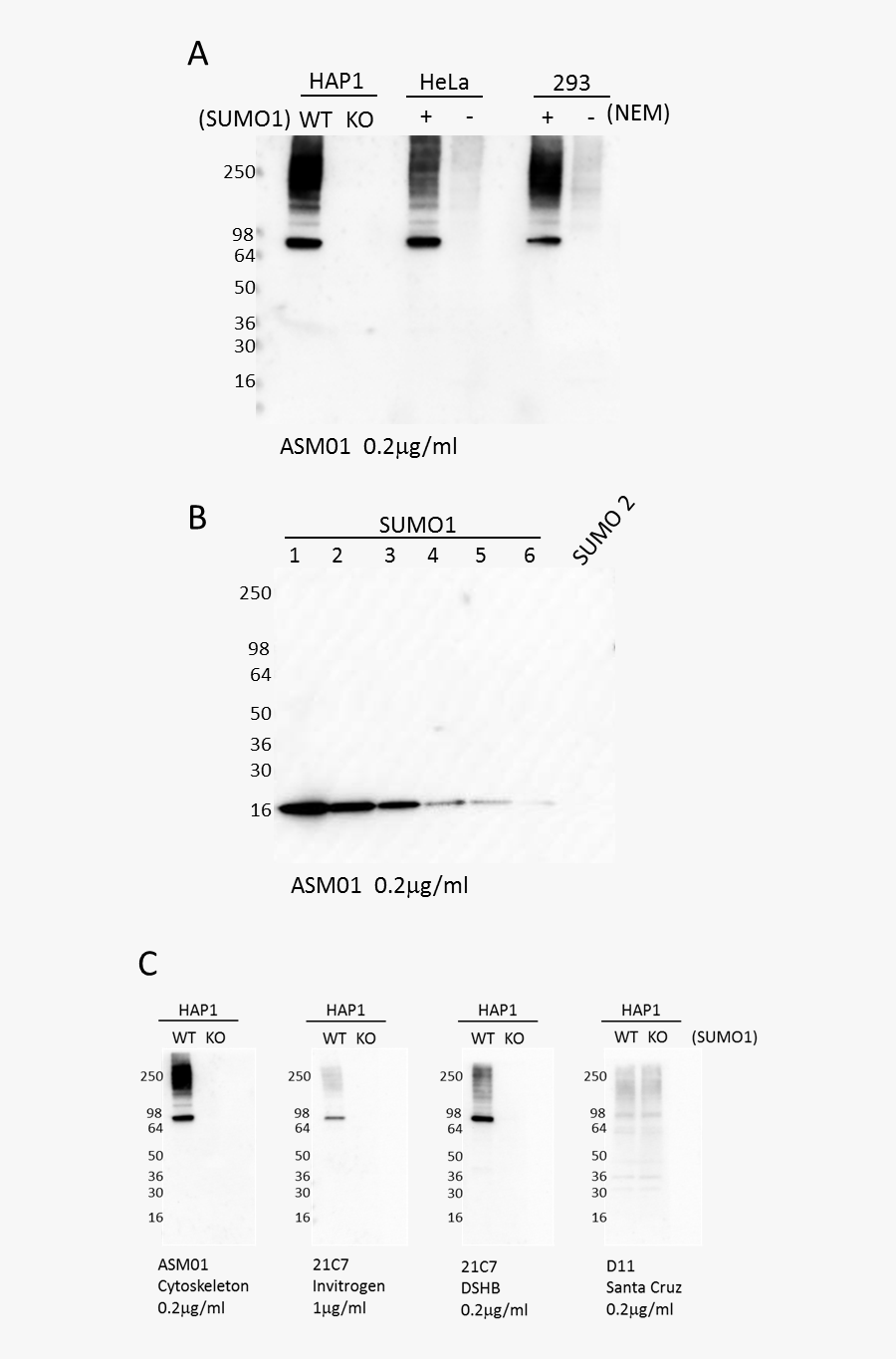 Transparent Antibodies Clipart - Monochrome, Transparent Clipart