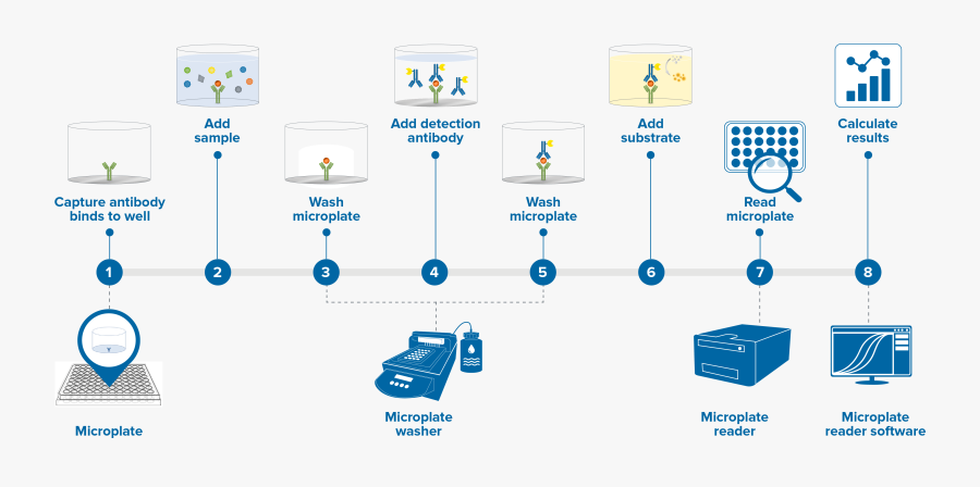 Elisa Graph Wrkflow - Elisa Protocol, Transparent Clipart