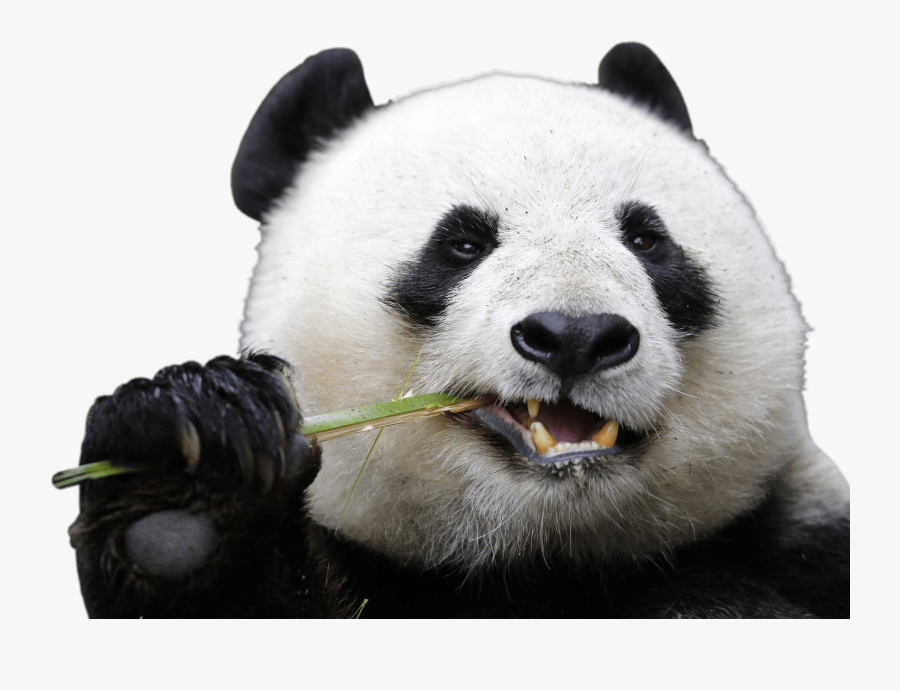 Chengdu Research Base Of Giant Panda Breeding San Diego - Panda Transparent, Transparent Clipart