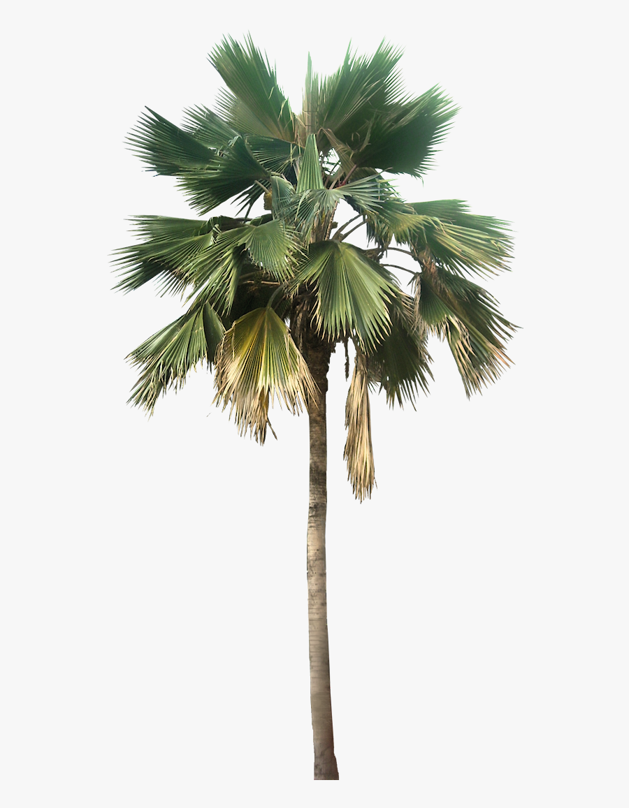 Coconut Trees Vectors Photos And Psd S - Palm Tree Png, Transparent Clipart