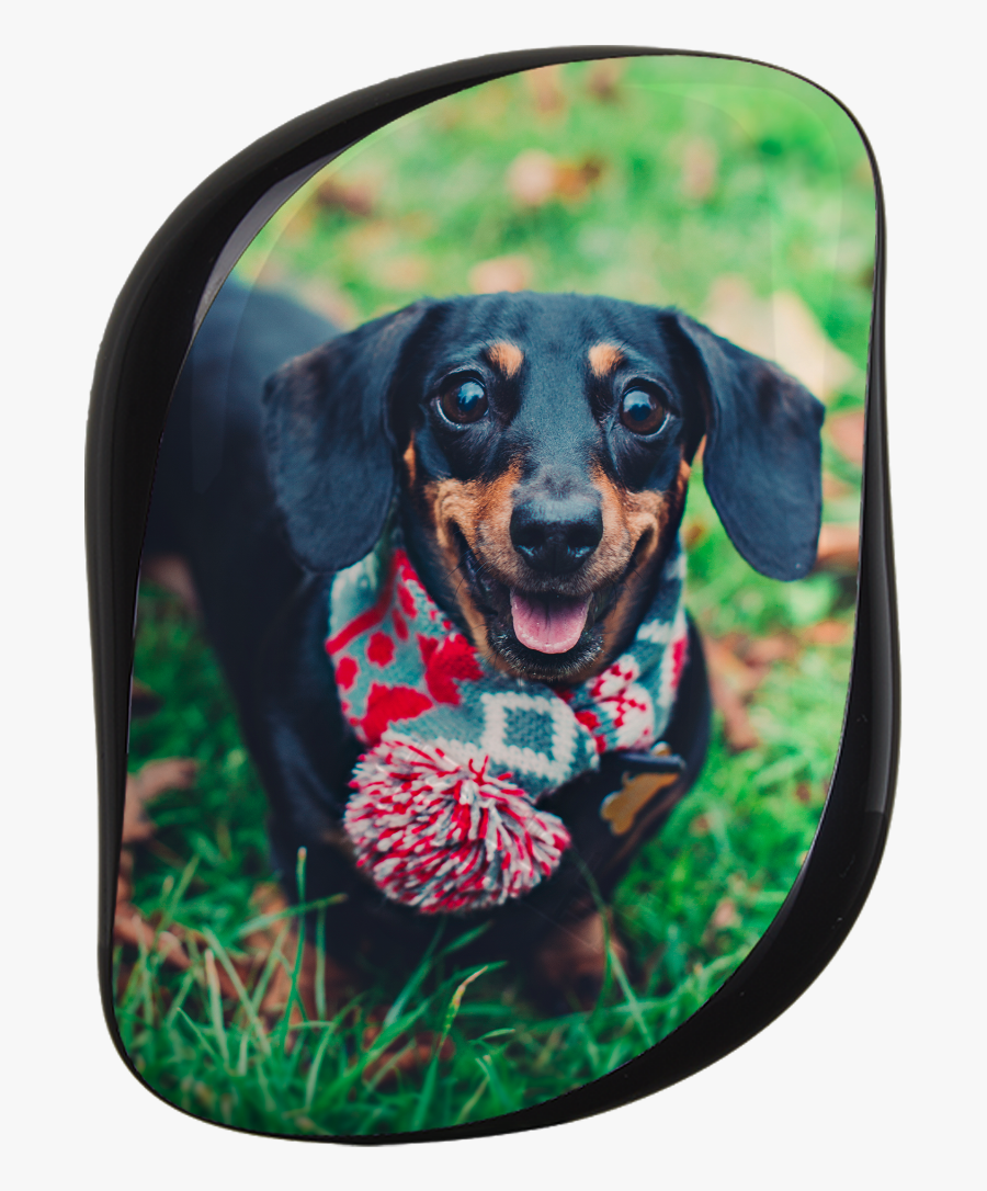 Dachshund, Transparent Clipart