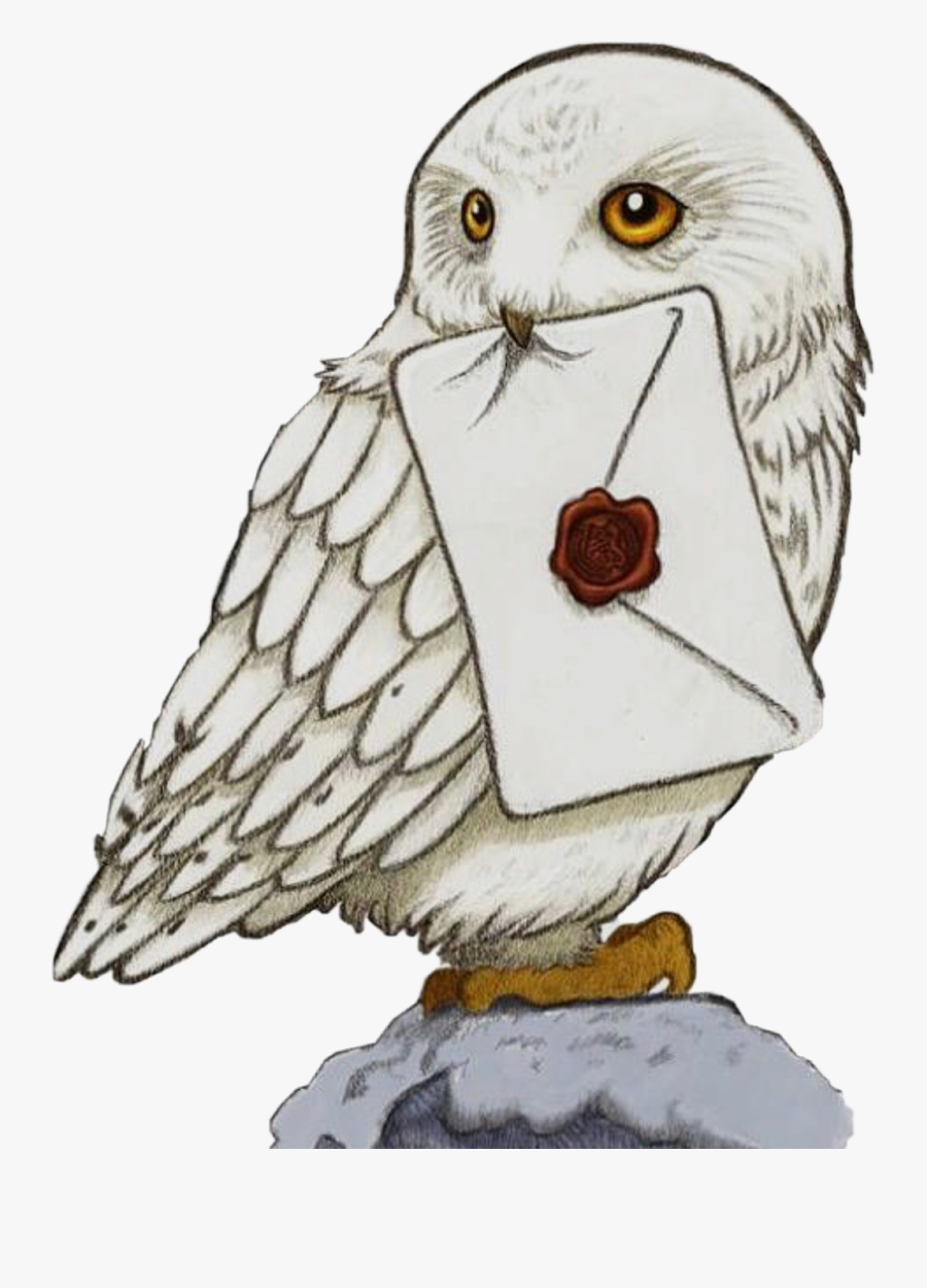 Hedwig Owl Harrysowl Harrypotter Rip Freetoedit Harry Potter Owl Drawing Easy Free Transparent Clipart Clipartkey