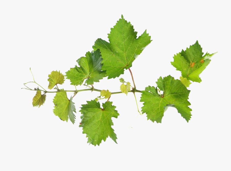 Transparent Free Clipart Grapes And Vines - Grape Vine Png Transparent, Transparent Clipart