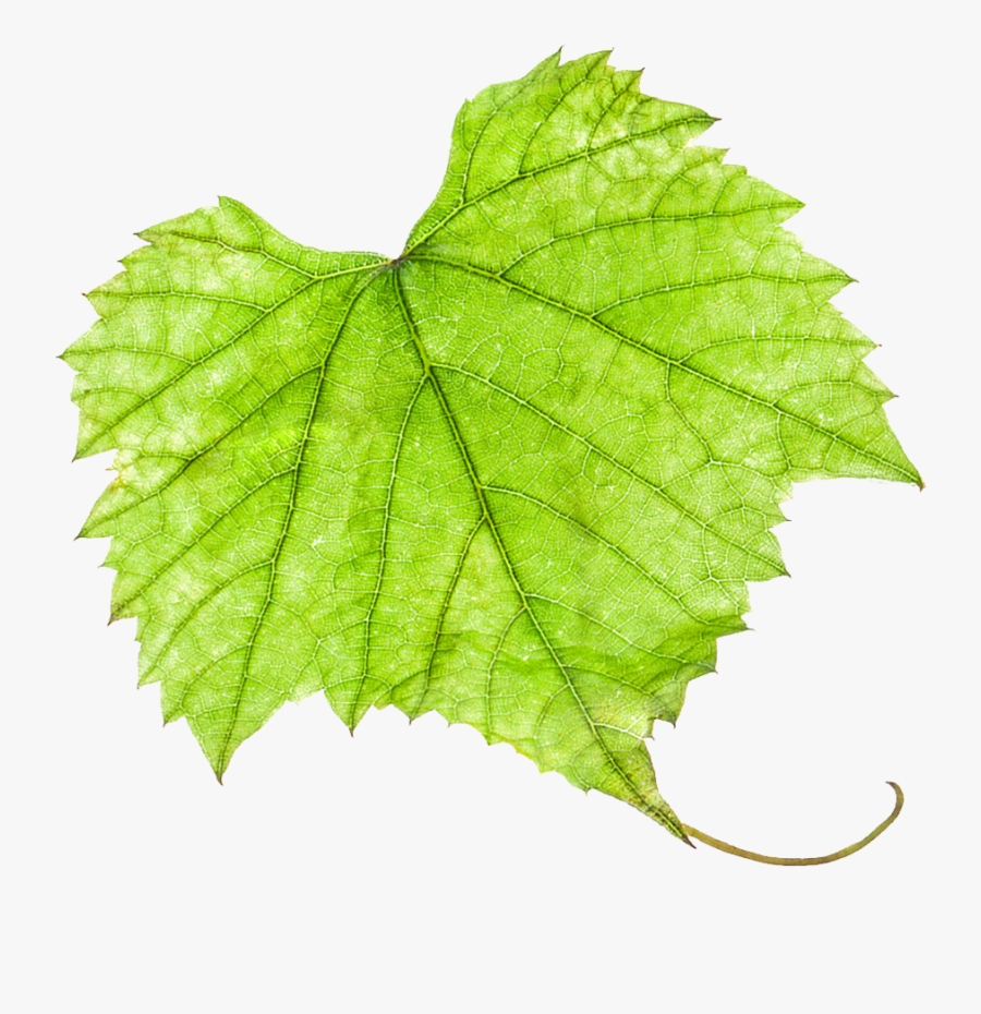 Grape Leaf Png - Vitis, Transparent Clipart