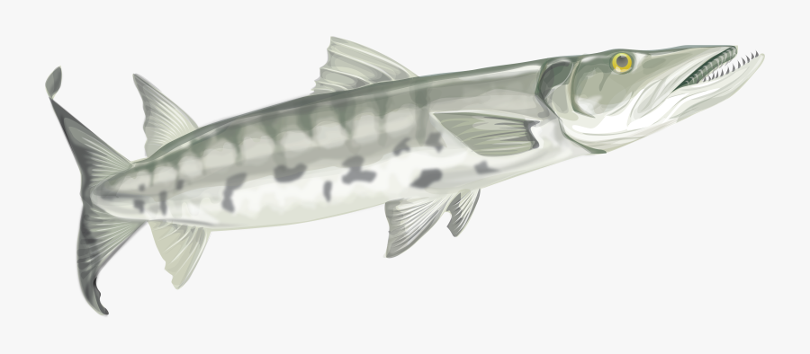 Graphic Library Download Barracuda Drawing - Yellow Belly Bullhead, Transparent Clipart