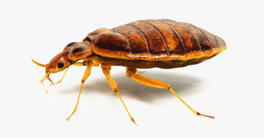 Clip Art Bed Bugs Knox Pest - Bed Bugs Control Png, Transparent Clipart