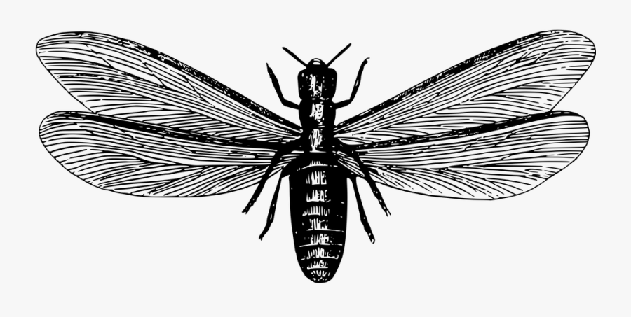 Termites Fly Black And White, Transparent Clipart