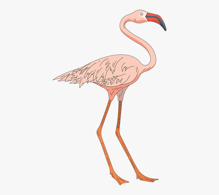 Pink, Bird, Wings, Flamingo, Long, Standing, Neck, - Cartoon Flamingo Legs, Transparent Clipart
