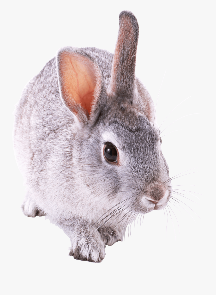 Small Cute Rabbit - Rabbit Animals Png, Transparent Clipart