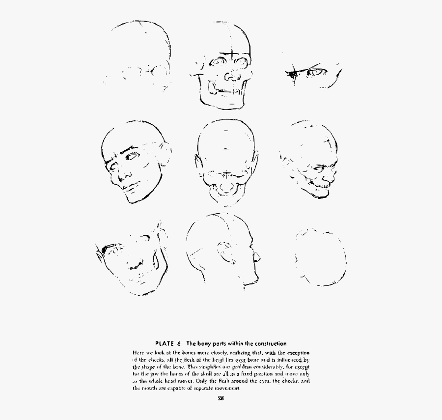 Andrew Loomis Drawing The Head And Hands 23 - Line Art, Transparent Clipart