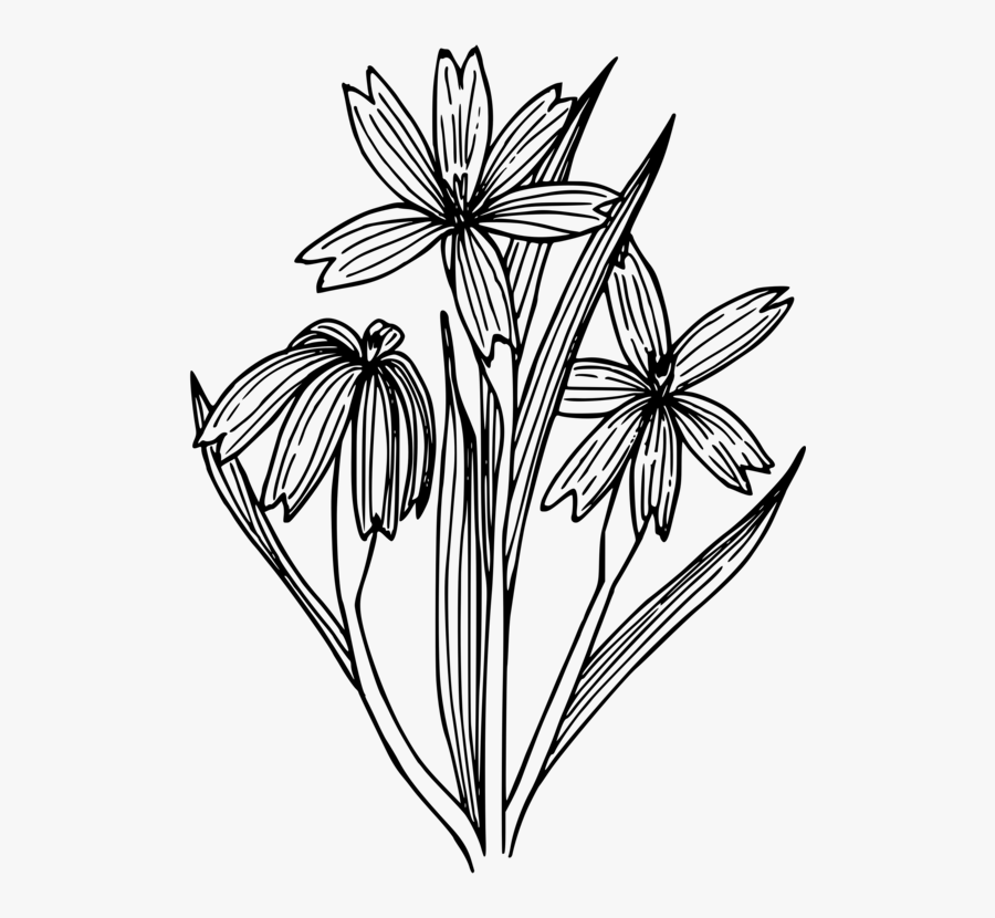 Symmetry,monochrome Photography,petal - Blue Eyed Grass Outline, Transparent Clipart