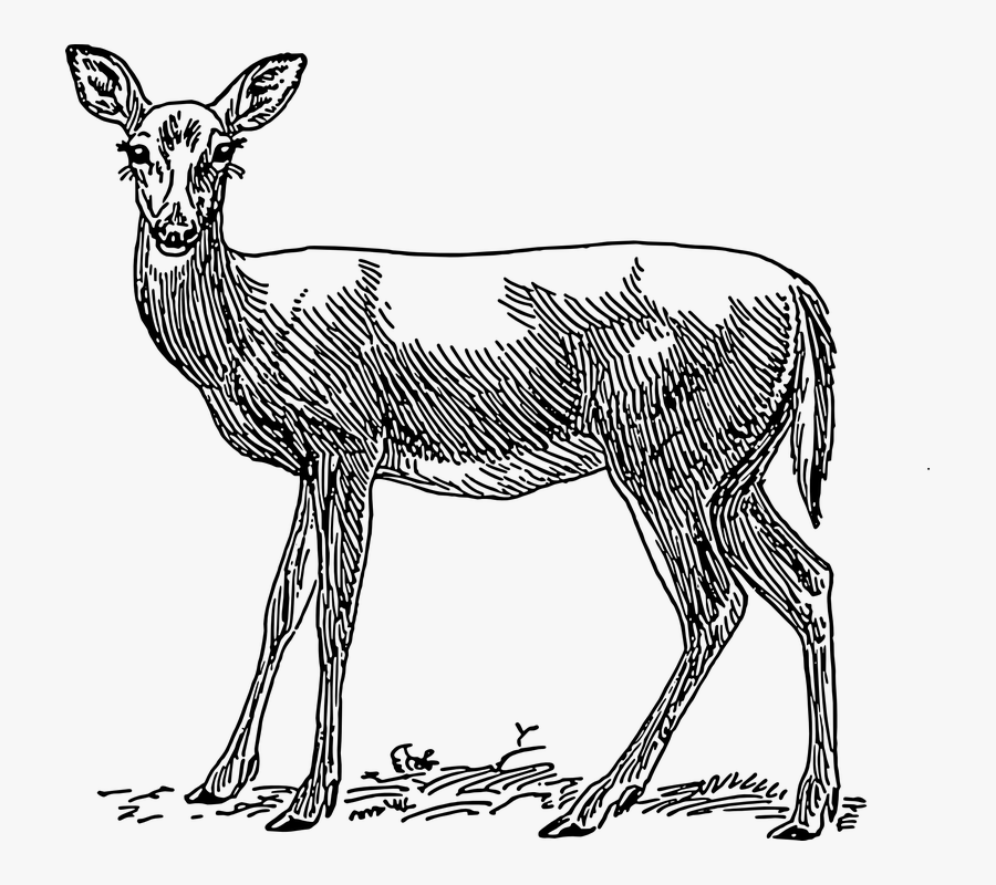 Female, Deer, Grass, Standing, Animal, Mammal, Doe - Doe In Black And White, Transparent Clipart