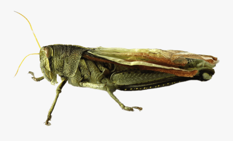 Grasshopper - Grasshopper Gafanhoto Png, Transparent Clipart