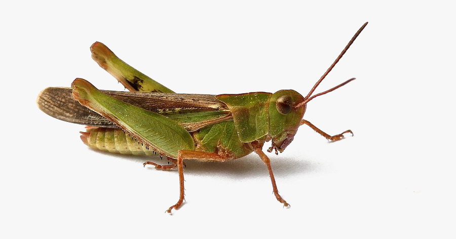 Realistic Grasshopper Png Image Free Download - Grasshopper Png, Transparent Clipart