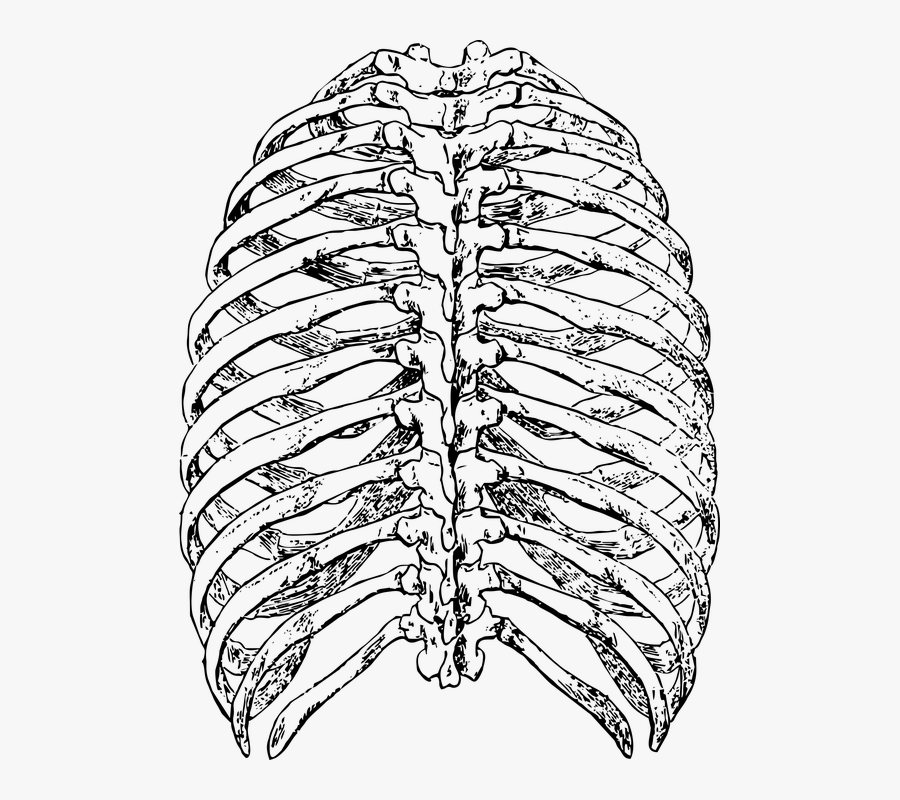 Drawn Sleleton Rib Cage - Rib Cage Drawing Back, Transparent Clipart