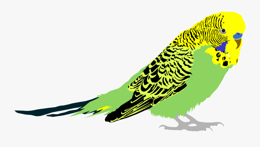 Collection Of Free Footprint Drawing Budgie Download - Budgerigar Png, Transparent Clipart