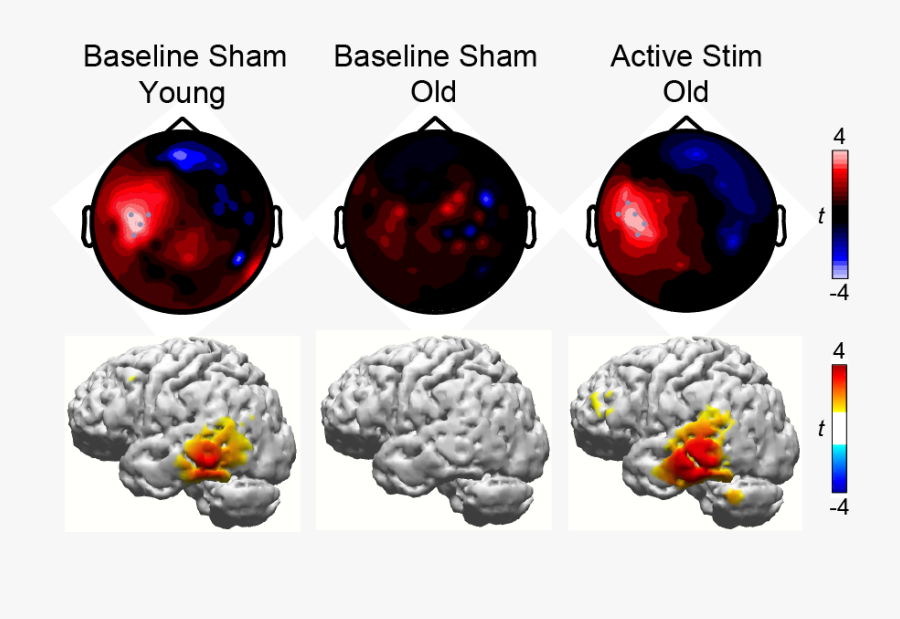 Working Memory Revived In Older Adults By Synchronizing, Transparent Clipart