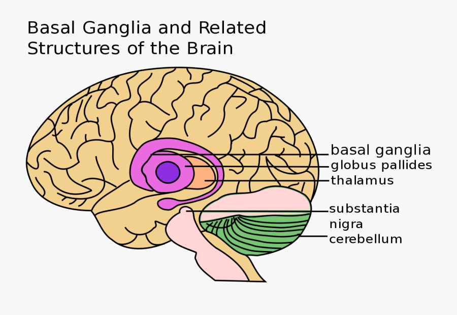 How Memories Are Formed And Where Is It Stored - Basal Ganglia Parts, Transparent Clipart