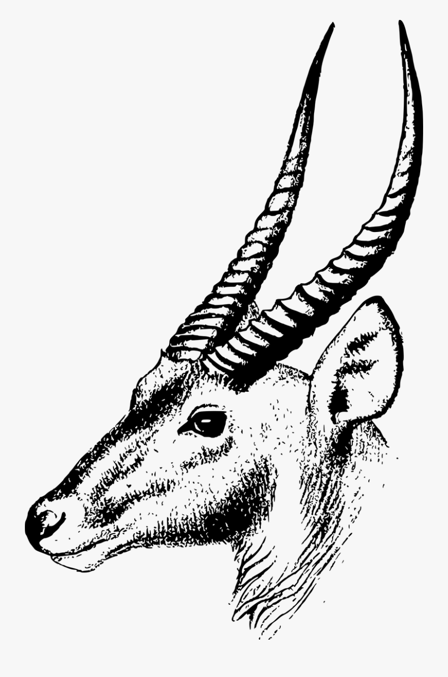 Gazelle Antelope Springbok Clip Art - Head Springbok Drawing, Transparent Clipart