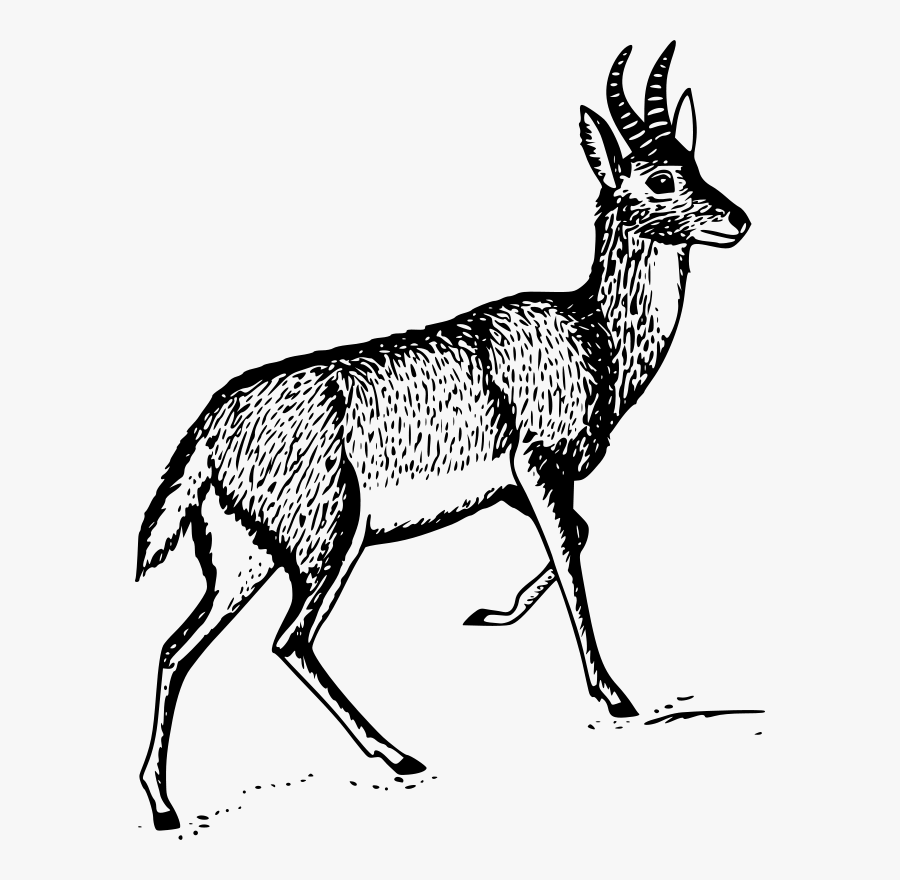 Bohor Reedbuck - Drawing Of A Reedbuck, Transparent Clipart