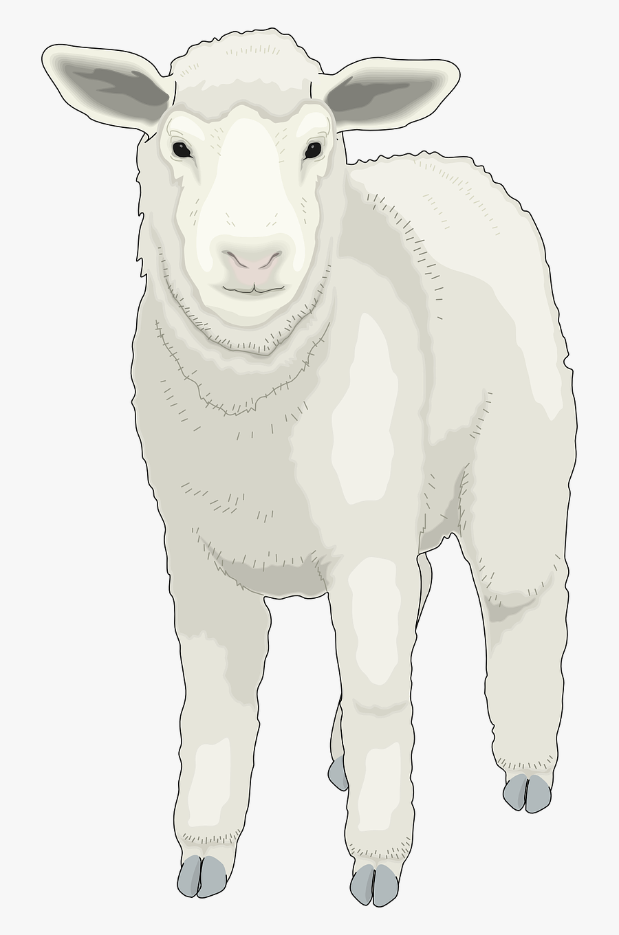 Sheep Drawing Front View, Transparent Clipart