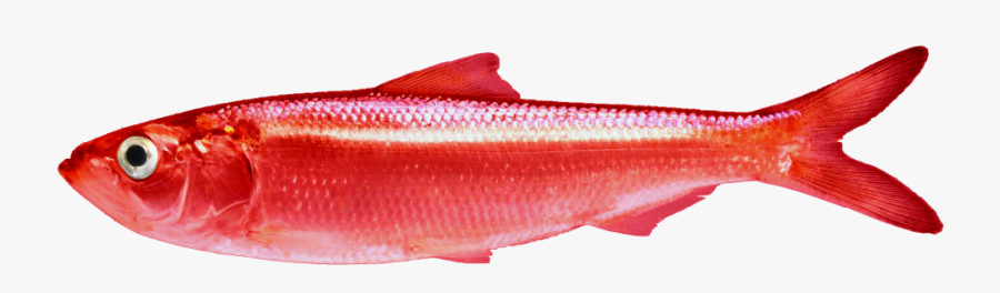 Red Herring Here To Distract, Transparent Clipart
