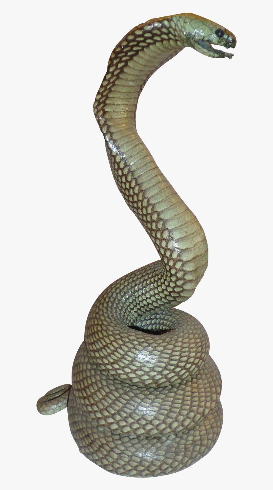 Rattlesnake Reptile King Cobra - Snake Statue Png, Transparent Clipart