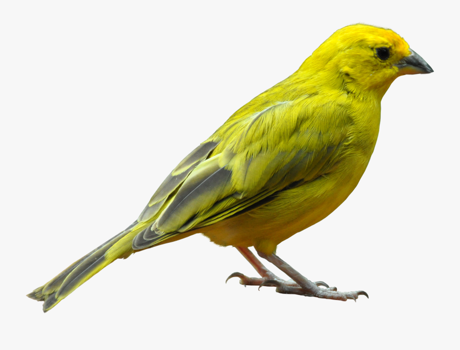 Transparent Yellow Bird Clipart - Bird Png, Transparent Clipart