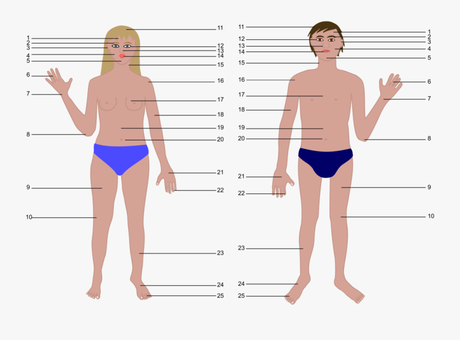 Thigh,briefs,girl - Human Body Parts Without Names, Transparent Clipart