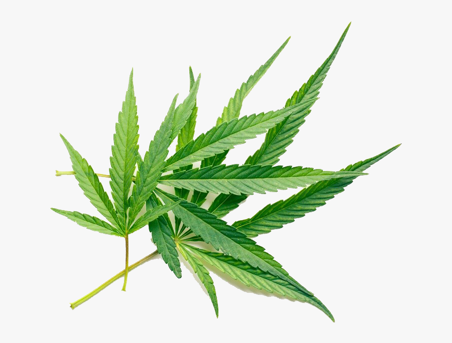 Clip Art Herbal Photography - Cannabis Use White Background, Transparent Clipart