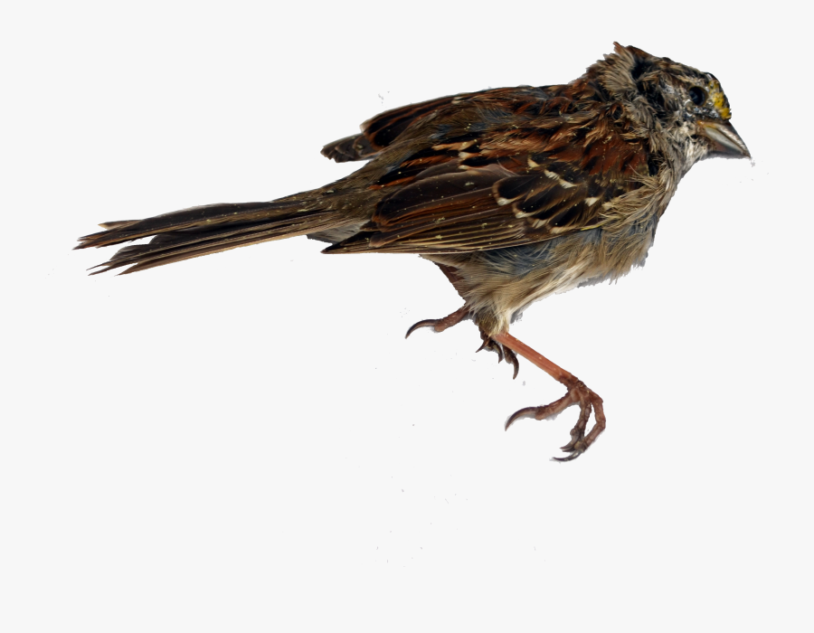 Dead Bird Png, Transparent Clipart