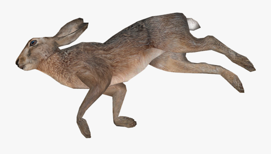 Dead Animal Png, Transparent Clipart