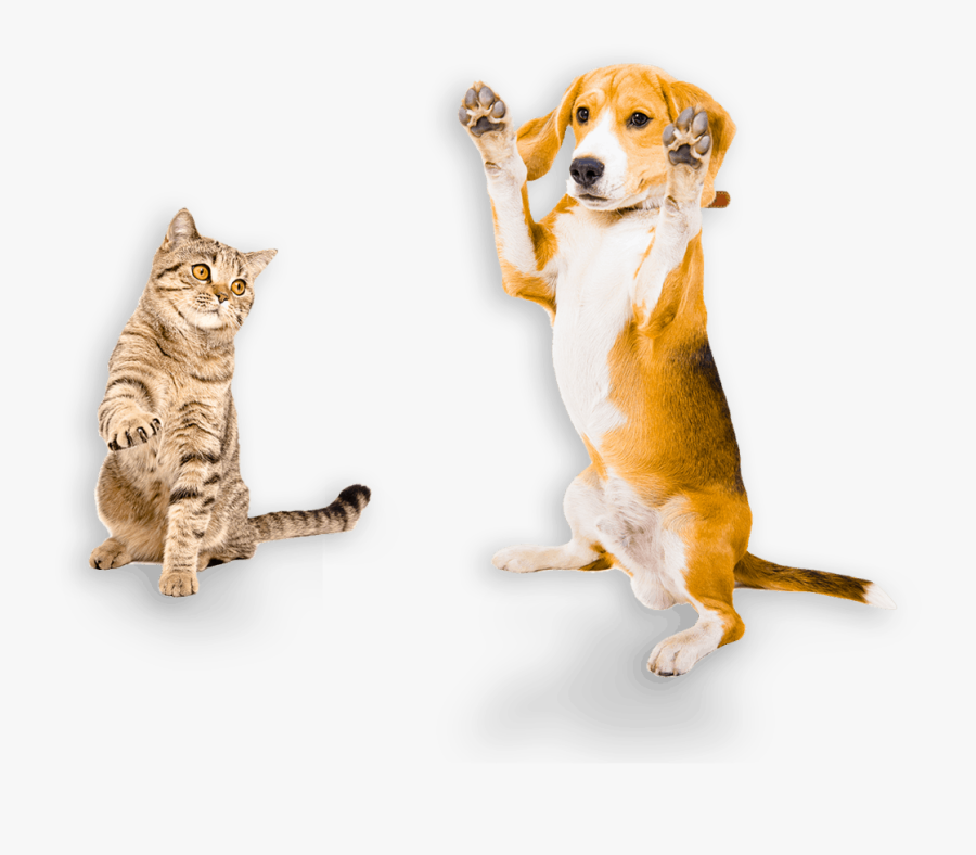 Australian Made Pet Treats - Dog With Paws Up Png, Transparent Clipart