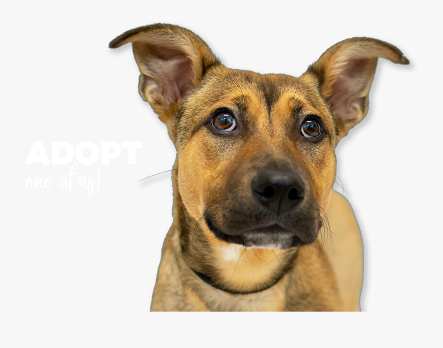Transparent Therapy Dog Clipart - Companion Dog, Transparent Clipart