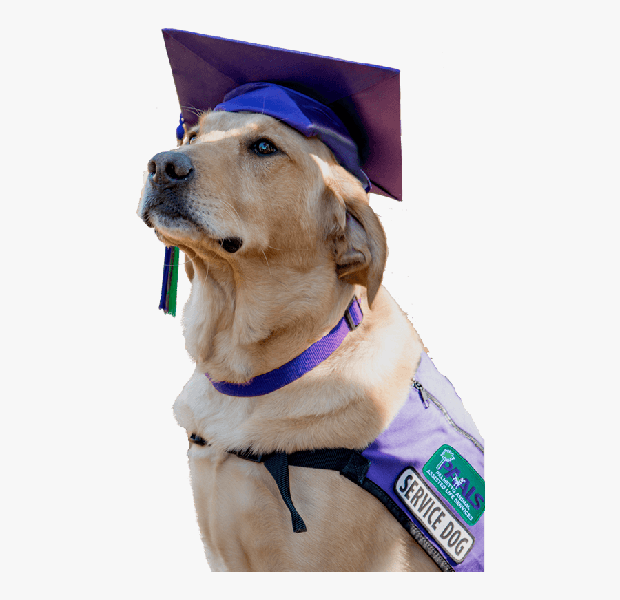 Service Dog Png - Service Dog Graduation, Transparent Clipart