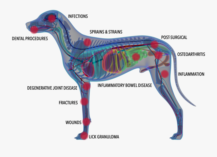 Transparent Therapy Dog Clipart - Companion Laser Therapy, Transparent Clipart