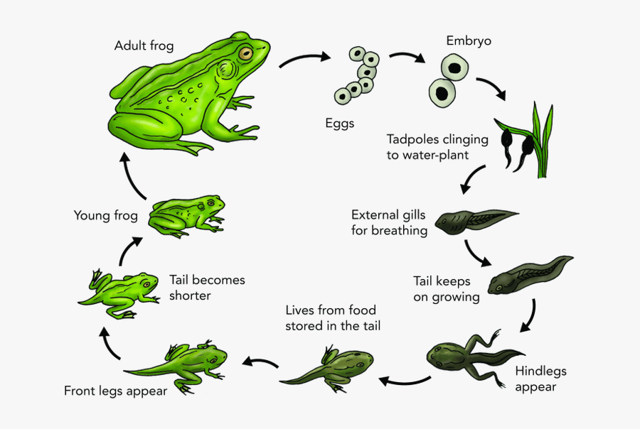 Frog Transparent Egg - Life Cycle Of A Frog Explanation, Transparent Clipart