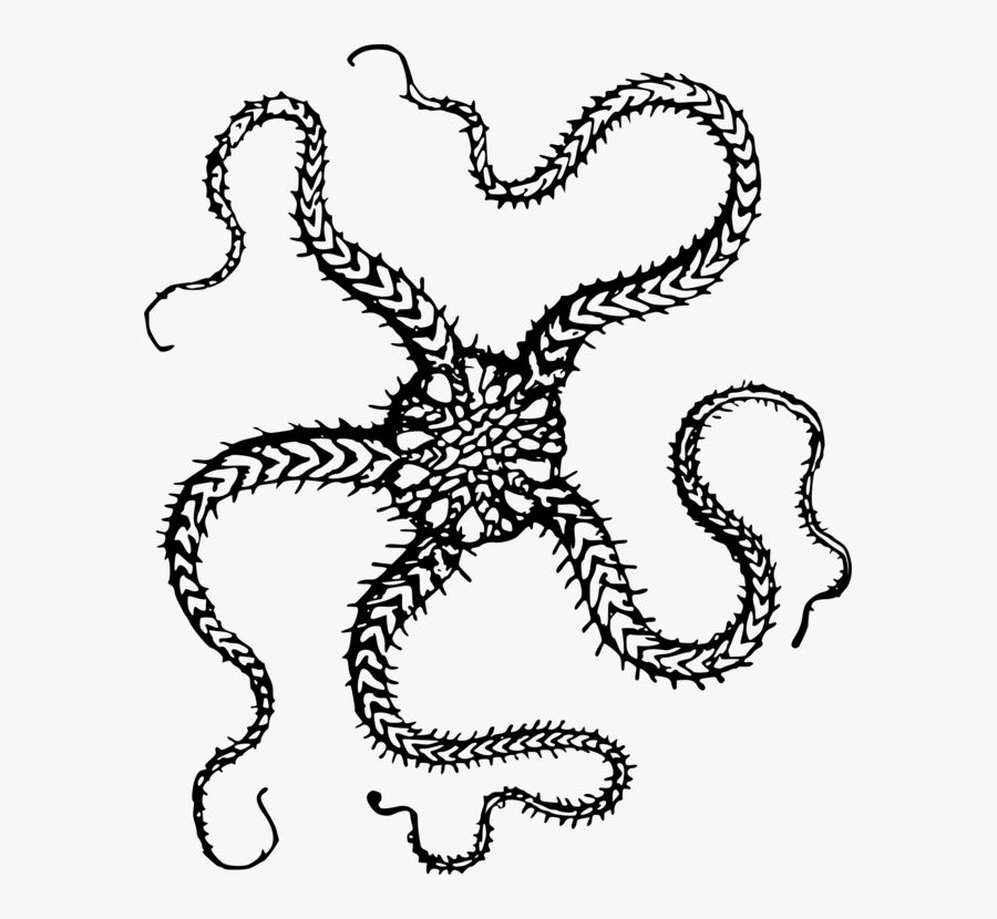 Marine Invertebrates,line Art,symmetry - Black And White Real Starfish, Transparent Clipart