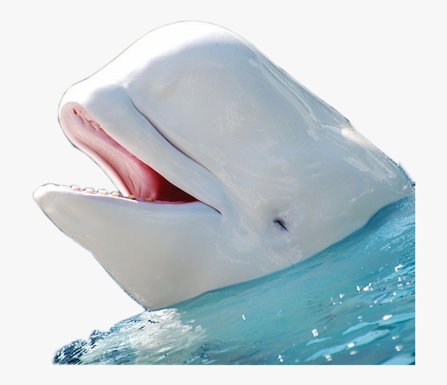 Transparent Whale Beluga - Beluga Whale No Background, Transparent Clipart