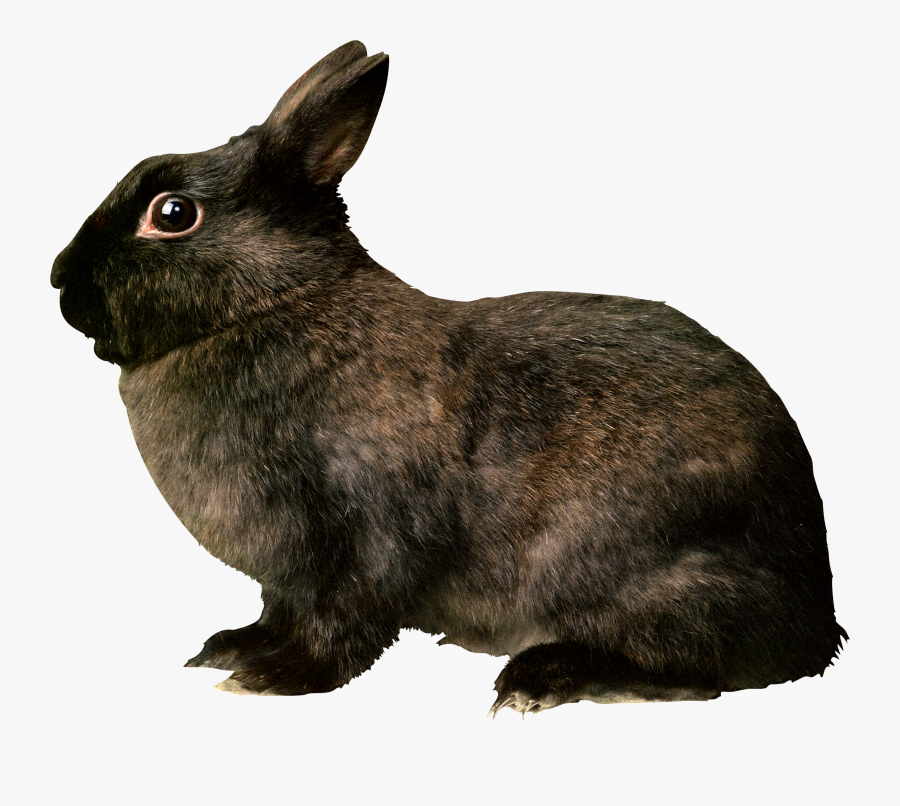 Black Rabbit Png Image , Free Transparent Clipart - ClipartKey